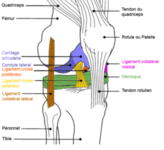 Anatomie descriptive des ligaments du genou : LCP, LCA, LLE, LLI
